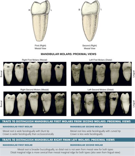 Type traits that differentiate mandibular second from first molars.